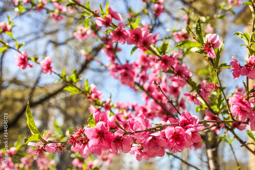 Blooming sakura branches