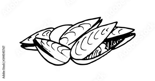 Clams isolated. mollusks. Sketch hand drawn style black and white vector illustration.