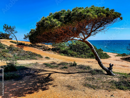 Beautiful sunny Falesia beach in Portugal