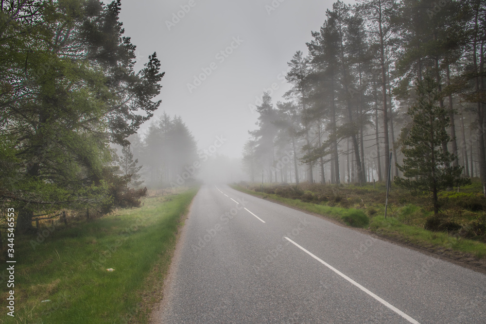 Scottish forest surrounded by fog