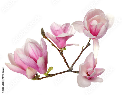 magnolia flower © anphotos99