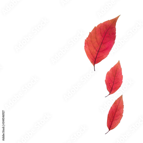 Red alder leaf on white