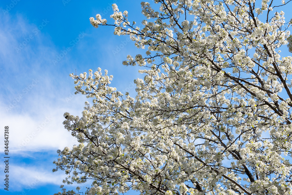 Beautiful White Flowering Tree during Spring with a Blue Sky Background