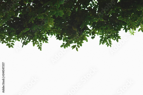 green leaves on white background