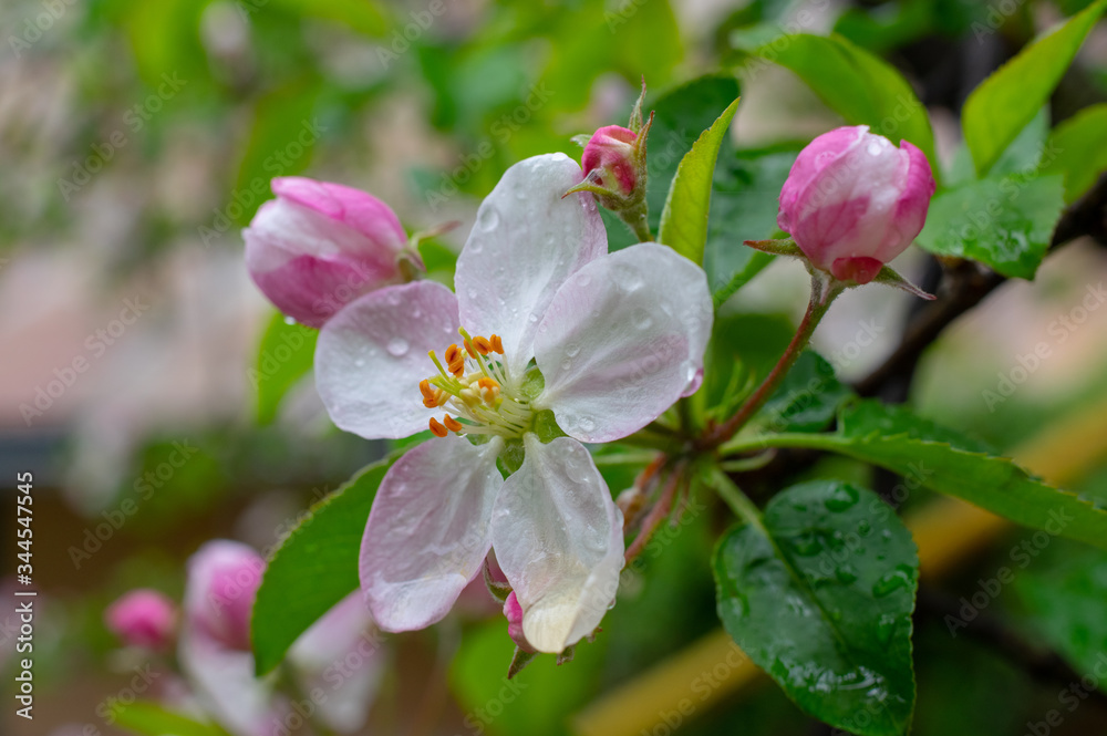 Beautiful apple flower closup blooming detail. Spring season Beautiful apple flower closup blooming detail. Spring season