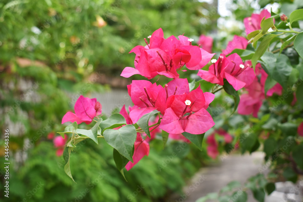 Beautiful pink paper flowers in the garden soft focus. Beautiful pink paper flowers in the garden soft focus.