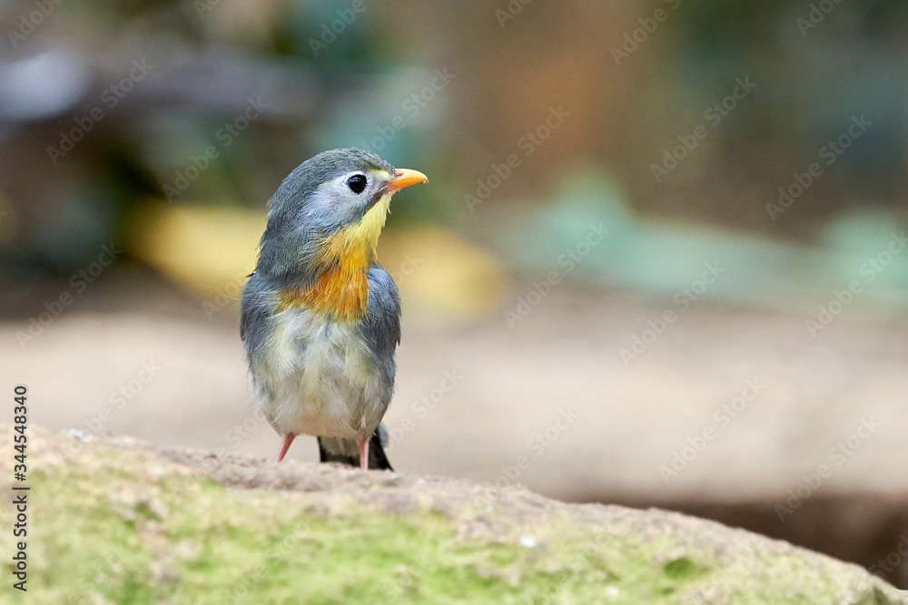 Fototapeta premium Red-billed leiothrix bird closeup (Leiothrix lutea)