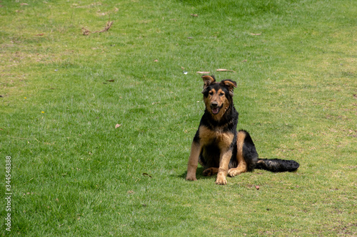 Fototapeta Naklejka Na Ścianę i Meble -  Small German Shepherd Breed Dog