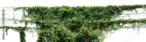 vine ivy plant on electric wire isolate on white background