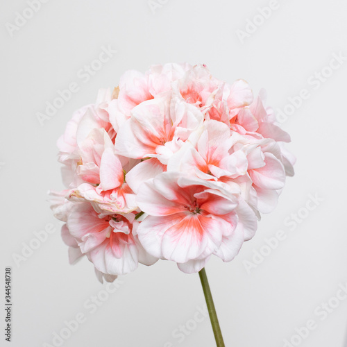 Pink geranium on white background