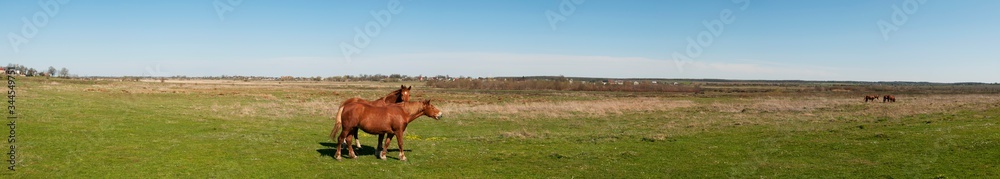 panorama with horses in the field, herd of horses grazing in the meadow in summer and spring, animal husbandry concept, with place for text