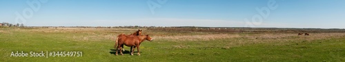panorama with horses in the field  herd of horses grazing in the meadow in summer and spring  animal husbandry concept  with place for text