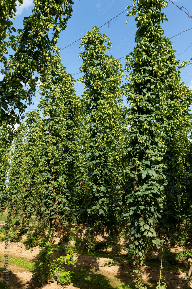 Fototapeta premium Typical hop plantation for beer production in Leon, northern Spain.