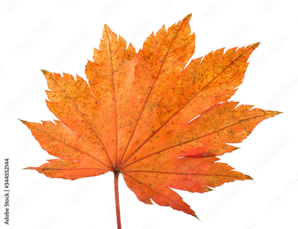 Autumn maple leaf