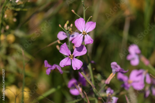 Purple flowers in the field. France