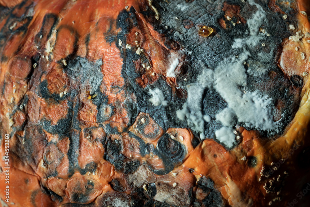closeup of a photo of a part of a pumpkin that was rotted. On the surface, you can see the destruction of the pumpkin bark, spots from rot and mold