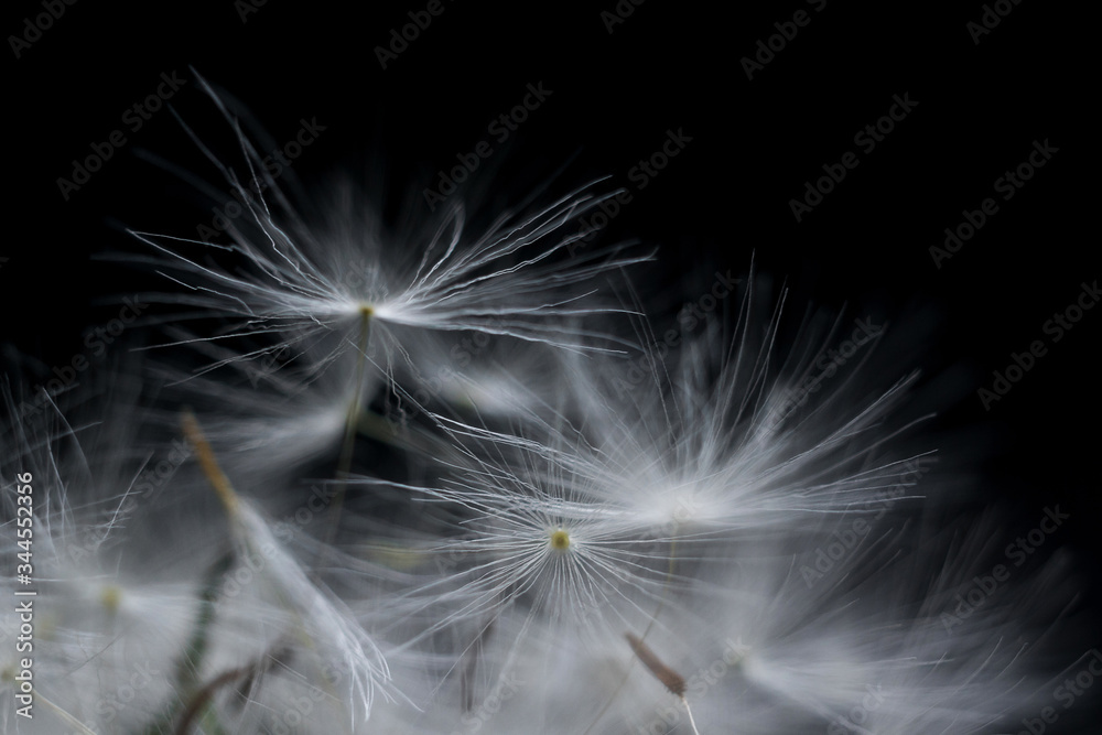 Naklejka premium white dandelion stamen close up macro on a black background Background of dandelion flower umbrella seeds