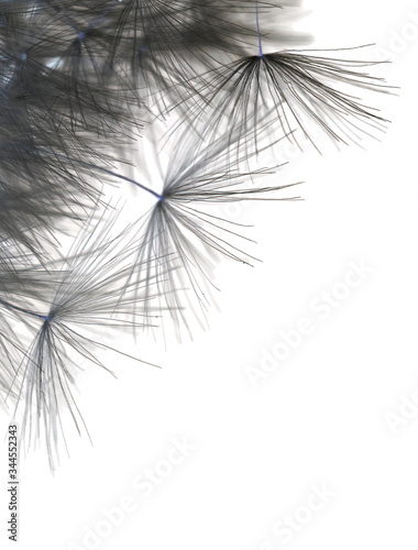 Closeup black and white macro image of dandelion seed heads with delicate lace-like patterns.