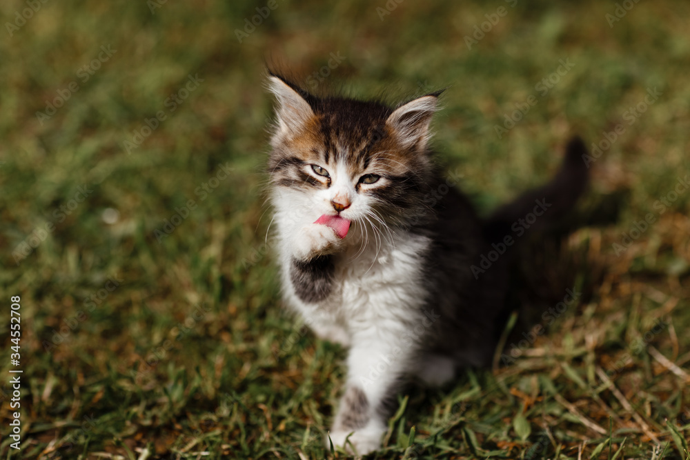 Little ripple Kitten washes his face on the grass in the garden. spring sunny day. selective focus