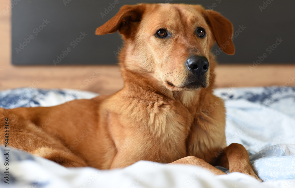 Beautiful golden dog laying on the bed