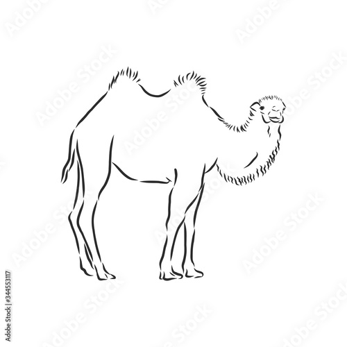 Camel. Hand drawn vector illustration. Can be used separately from your design. camel vector sketch illustration