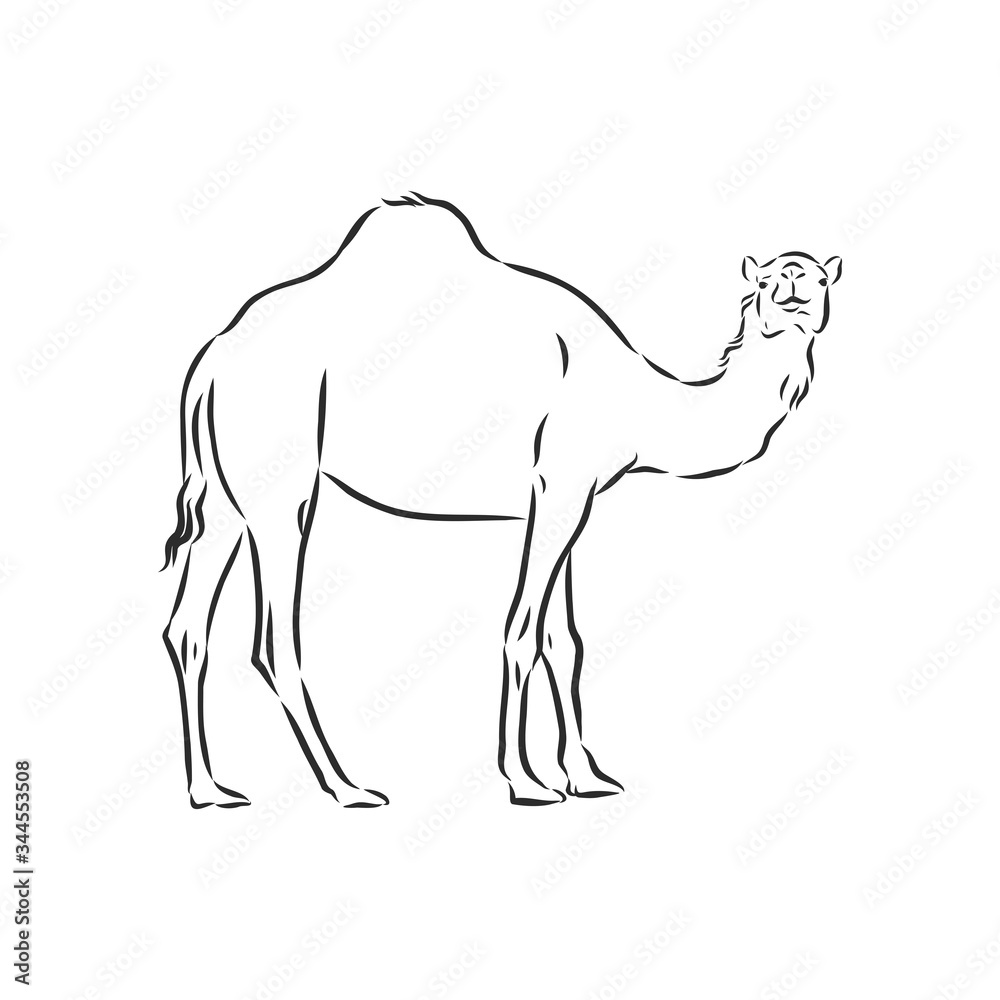 Camel. Hand drawn vector illustration. Can be used separately from your design. camel vector sketch illustration