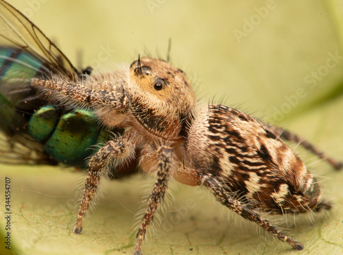 Salticidae jumping spider eating fly