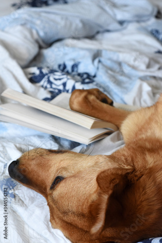 Dog tired from reading a book.