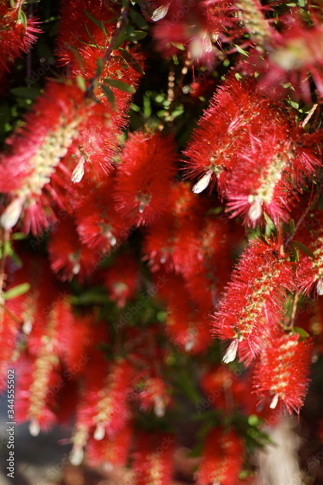 Melaleuca citrina, commonly known as common red, crimson or lemon bottlebrush ,is widely cultivated, not only in Australia, often as a species of Callistemon. It is a plant in the myrtle family, Melaleuca citrina, commonly known as common red, crimson or lemon bottlebrush ,is widely cultivated, not only in Australia, often as a species of Callistemon. It is a plant in the myrtle family,