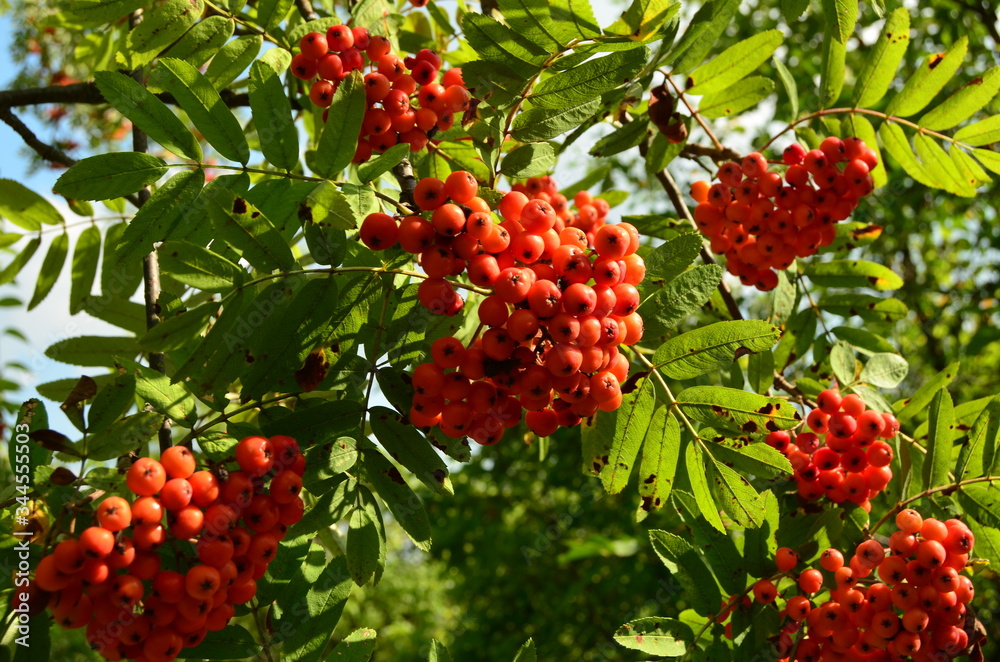 Bunches of red rowan berries Bunches of red rowan berries