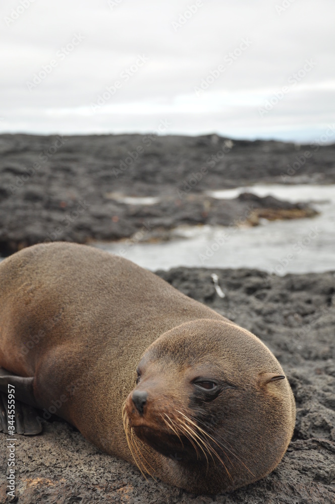Fototapeta premium Galapagos Island