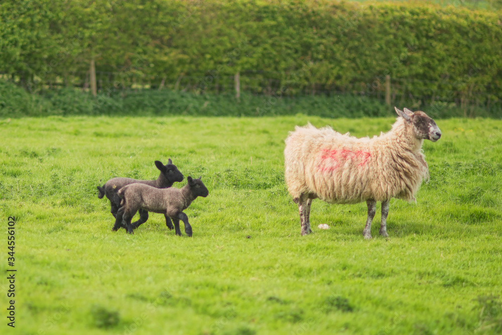 Obraz premium sheep with 2 lambs