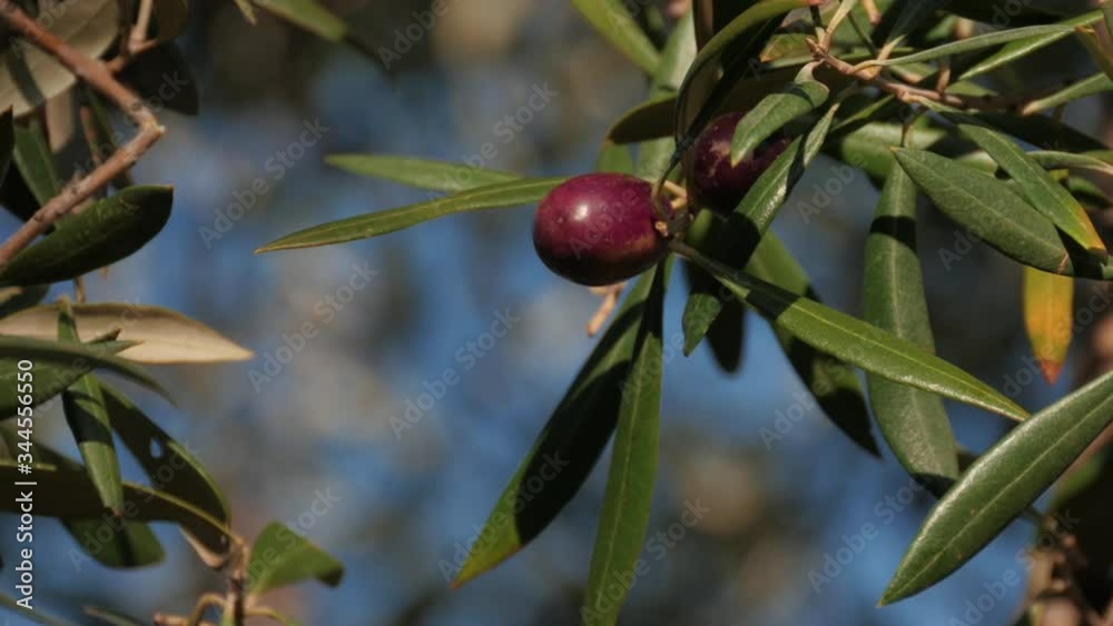 Black olive Tree Branch. Growing Mediterranean Olives closeup. Black olive Tree Branch. Growing Mediterranean Olives closeup.