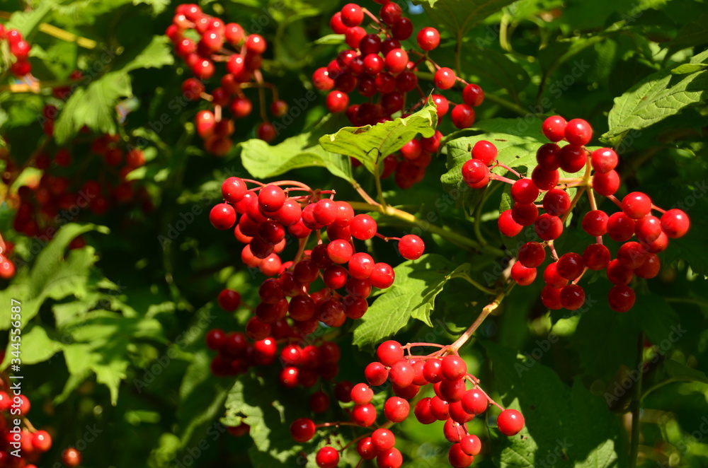 Fototapeta premium Ripe berries of viburnum red on a branch