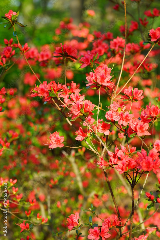 Red azalea flower bush in the spring garden