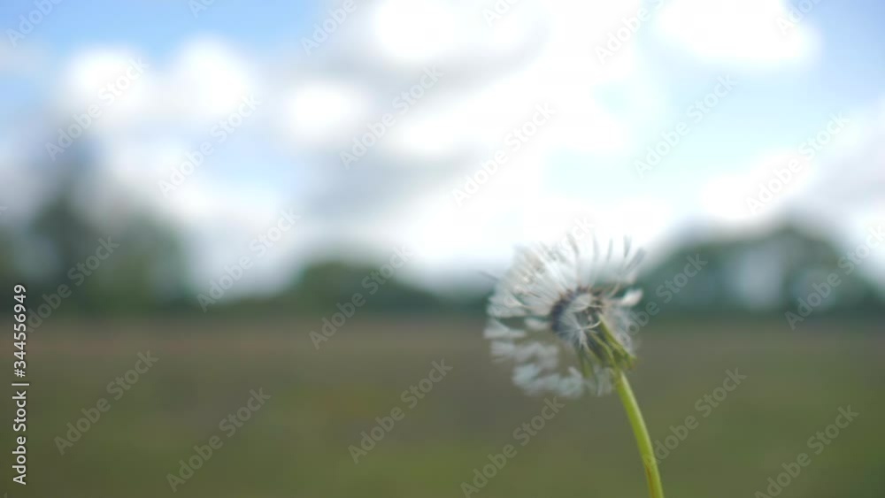 Dandelion seed head blowing in the wind super slow motion natural lighting shallow depth of field up close