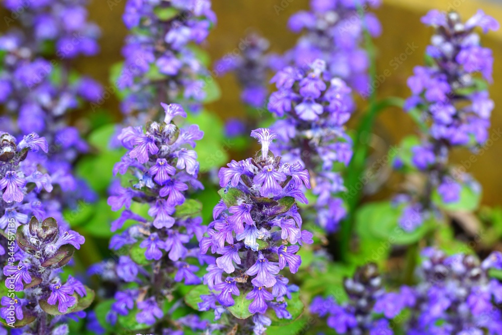 Carpet bugle weed (ajuga reptans) flower spikes in the spring garden Carpet bugle weed (ajuga reptans) flower spikes in the spring garden