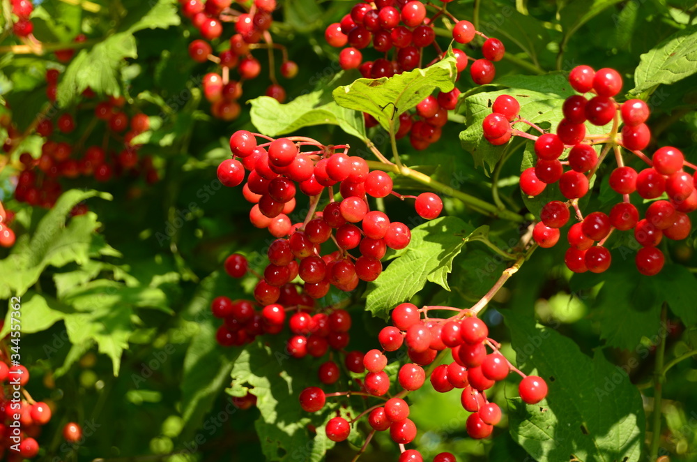 Ripe berries of viburnum red on a branch