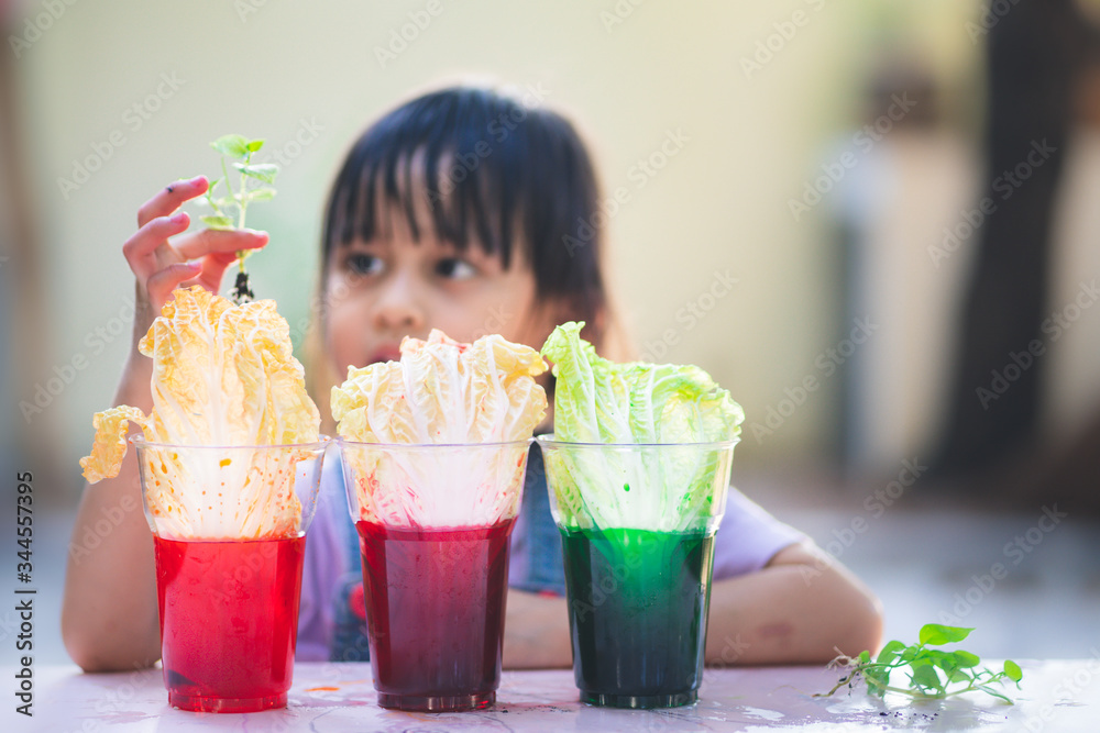 Easy learning experiment exploring xylem tubes and phloem in plants