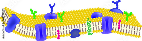 Phospholipid bilayers structure of cell membrane or cytoplasmic membrane