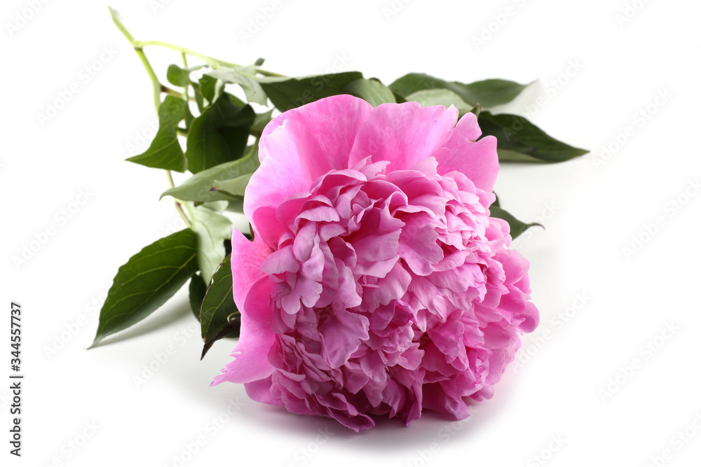 Fototapeta premium Peony flower
