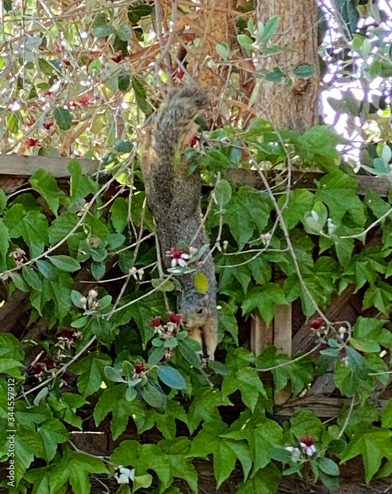 Obraz premium squirrel hanging from his toes