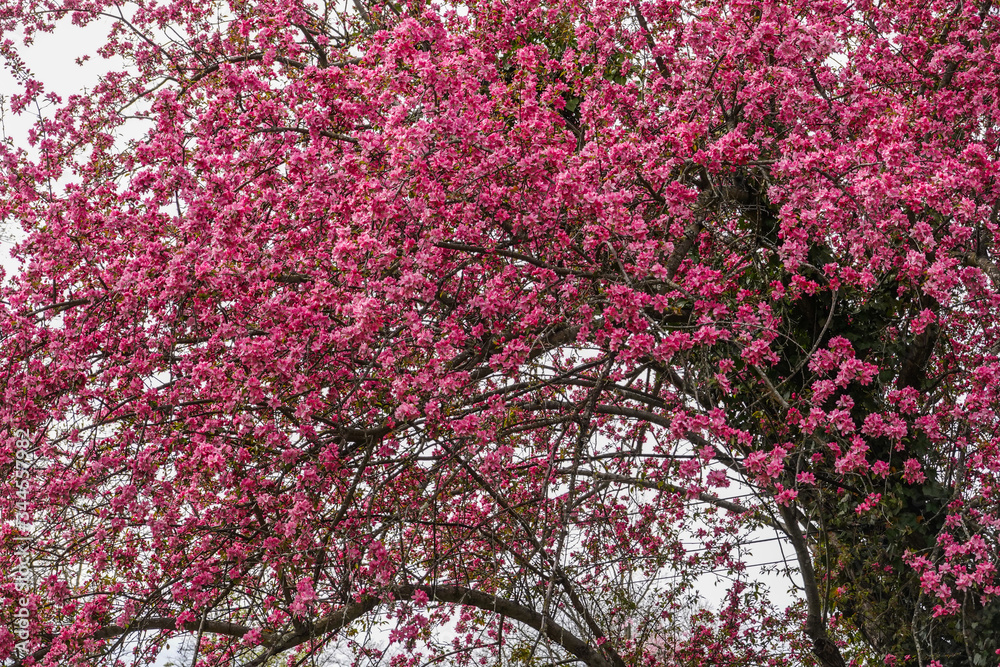 Top of a Cherry Blossom tree with it's full spring bloom of pink flowers Top of a Cherry Blossom tree with it's full spring bloom of pink flowers