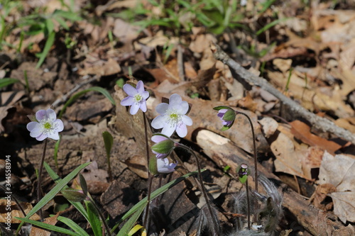 Purple Sharp-Lobed Hepatica (Hepatica acutiloba) in Wisconsin early spring 