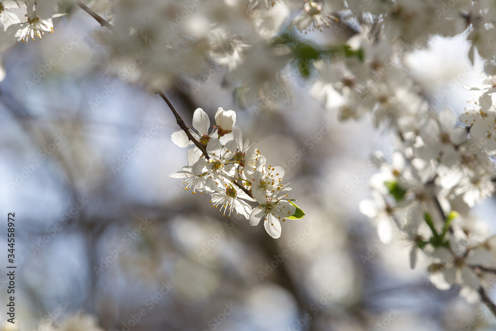 Blooming cherry plum spring flowers Blooming cherry plum spring flowers