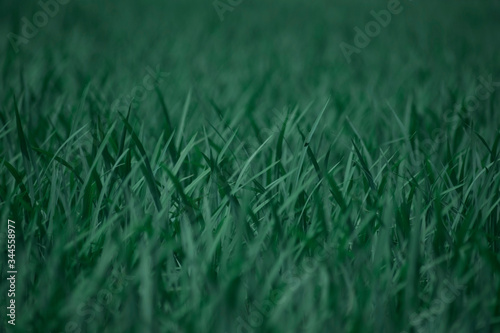 green grass selective focus with blurry and moody cool effect wallpaper background wallpaper