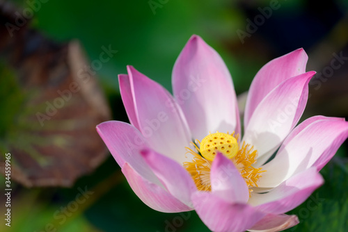 Green and brown lotus leaves in soft focus against a background of pink and white gradient lotus flowers in a close-up.