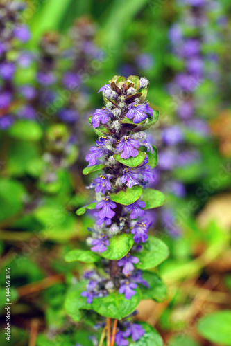 Carpet bugle weed (ajuga reptans) flower spikes in the spring garden