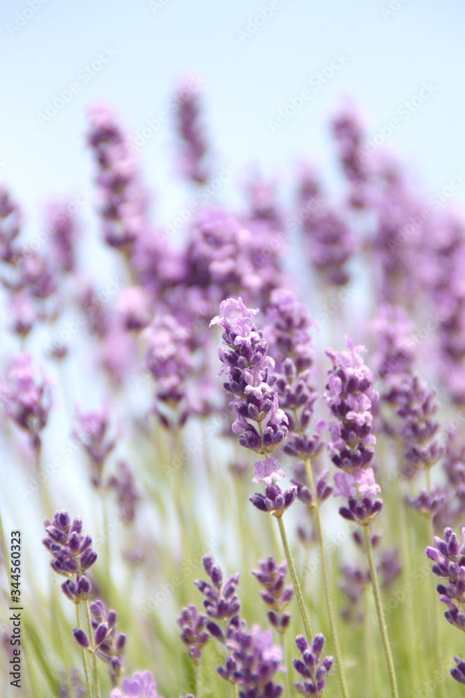 lavender flowers in the garden lavender flowers in the garden