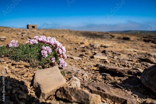 fiori solitari crescono nel deserto photo
